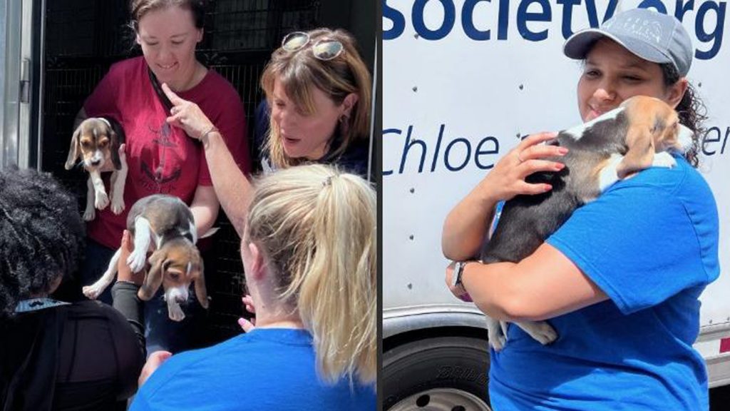 Rhode Island Rescue For Forty Beagles - CalMedInc